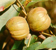 Shellbark Hickory