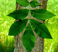 Shellbark Hickory