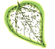 Leaf large, 6" to 12", heart-shaped