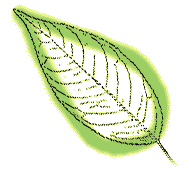 Leaves not narrow, more lance shaped