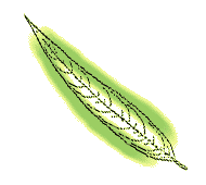 Leaves long, narrow, tapering gradually to a long point