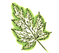 Leaves lobed, with most lobes balanced right and left
