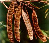 Black Locust