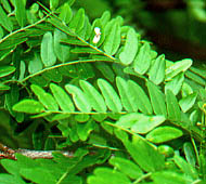 Black Locust