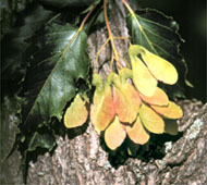 Amur Maple