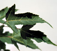 Amur Maple