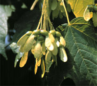 Black Maple