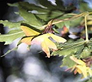 Fullmoon Maple