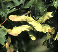 Hedge Maple