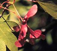 Japanese Maple