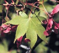 Japanese Maple
