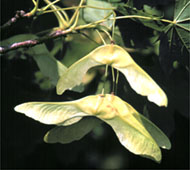 Norway Maple