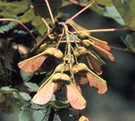 Planetree Maple
