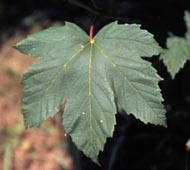 Planetree Maple