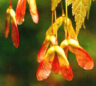 Red Maple