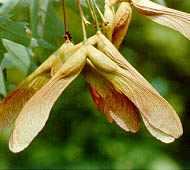 Silver Maple