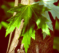 Silver Maple