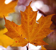 Sugar Maple
