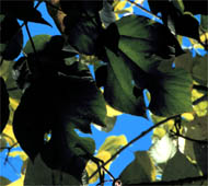 Paper Mulberry