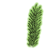 Needle-like leaves; single or in bundles of 2-5 needles