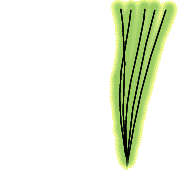 Needles arranged in clusters or bundles