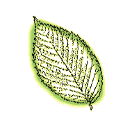 Leaves not lobed