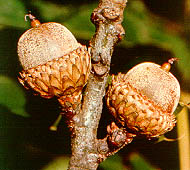 Black Oak (Yellow Oak)
