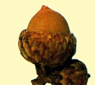 Blackjack Oak