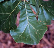 Blackjack Oak