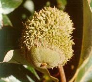Bur Oak