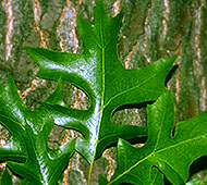 Pin Oak