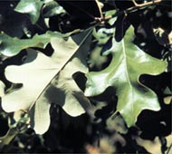 Post Oak