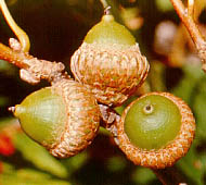 Scarlet Oak