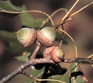 Shumard Oak