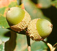 Swamp White Oak