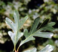 White Oak