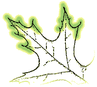 Leaves with bristle tips