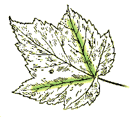 Leaves palmately lobed, veins in main lobes arise from base of central vein
