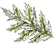 Leaves pinnately lobed (at least some leaves on a tree), veins in lobes arise from several places along central vein