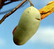 Pawpaw