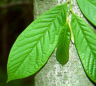 Pawpaw