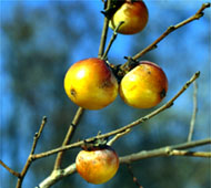 Persimmon