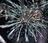 Scots Pine