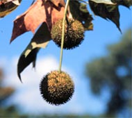 London Planetree
