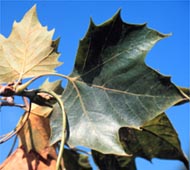 London Planetree