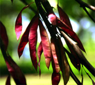Redbud  (Eastern Redbud)