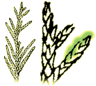 Leaves scale-like