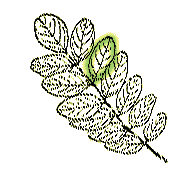 Leaves singly compound: