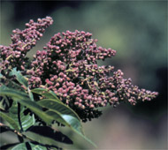 Dwarf Sumac