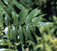 Dwarf Sumac